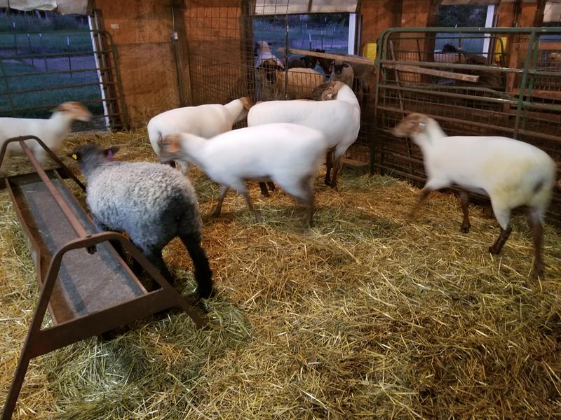 Some of our show ewes