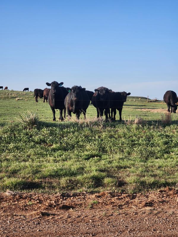 Fattened steer in center
