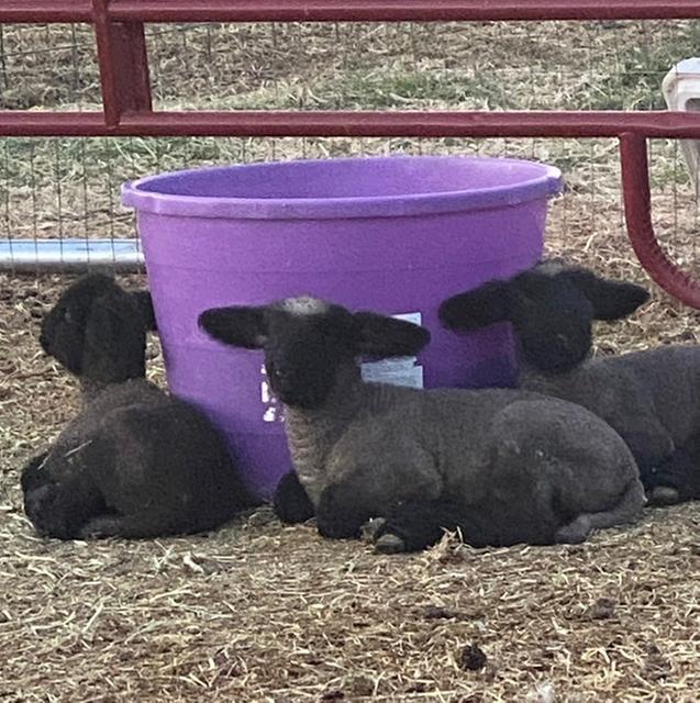 Party at the Purple Tub