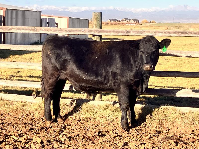 Yearling steer