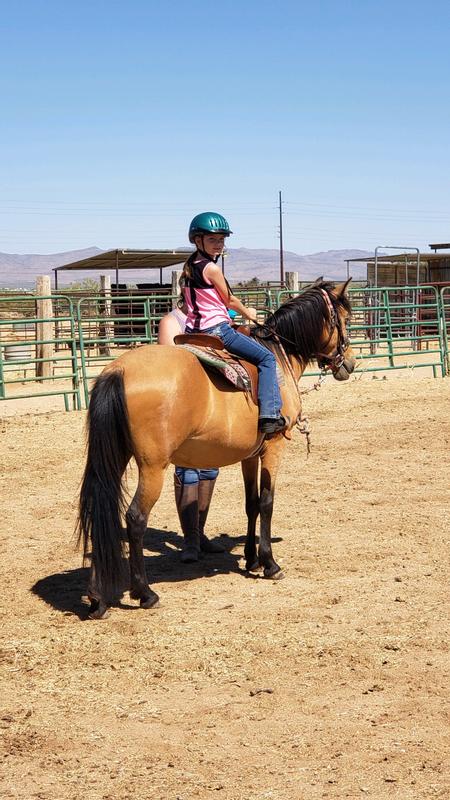 Happy Horses of Horse Nut Stables