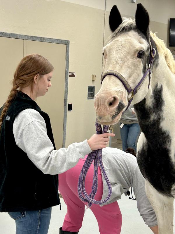 Bud at his October vet check, Kansas State University School of Veterinary Medicine.