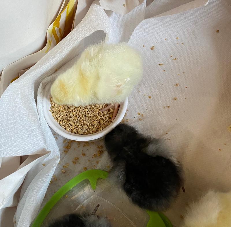 New quarantine babies DOB 4-20-2020