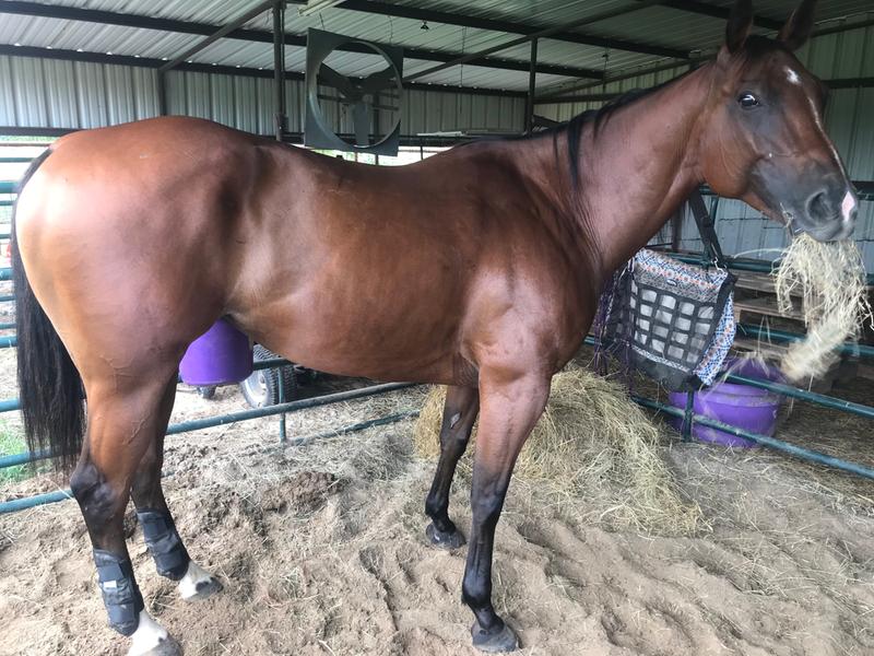 SuperSport Amino Acid Performance Horse Supplement Purina