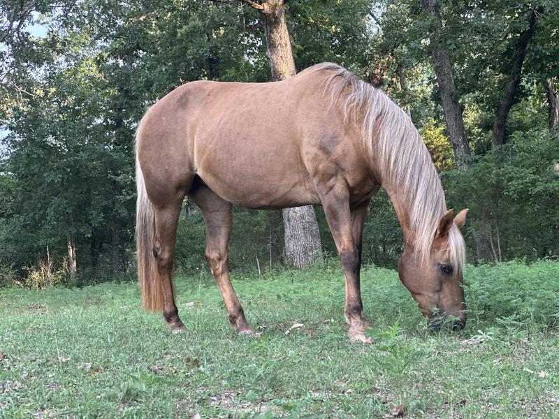 25 year old reining mare.