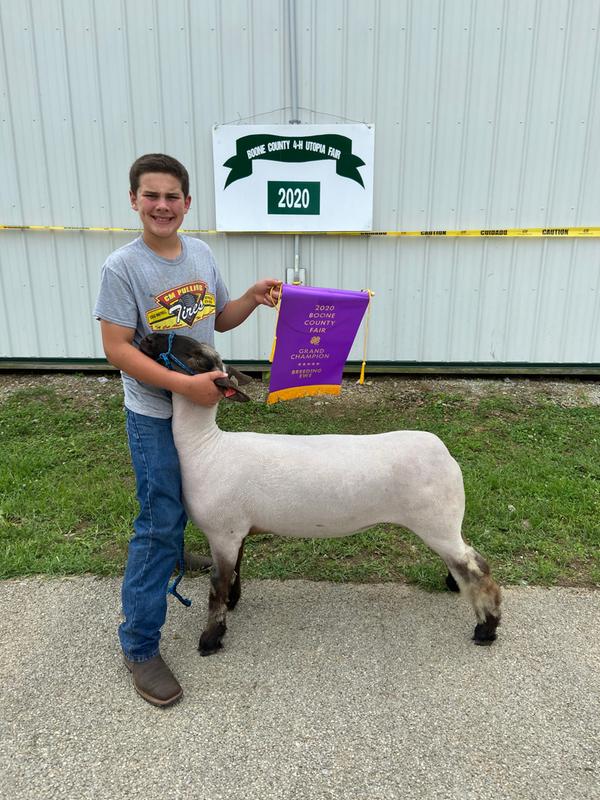 Grand champion Ewe