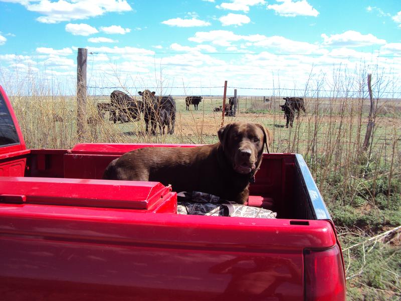 one of my trucks feeding cattle