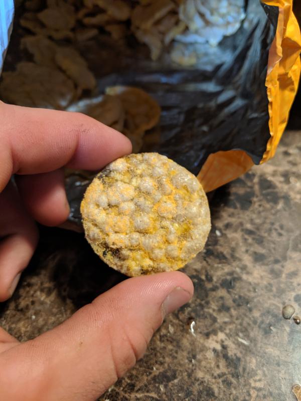 Quaker Rice Crisps Cheddar, Oz Meijer