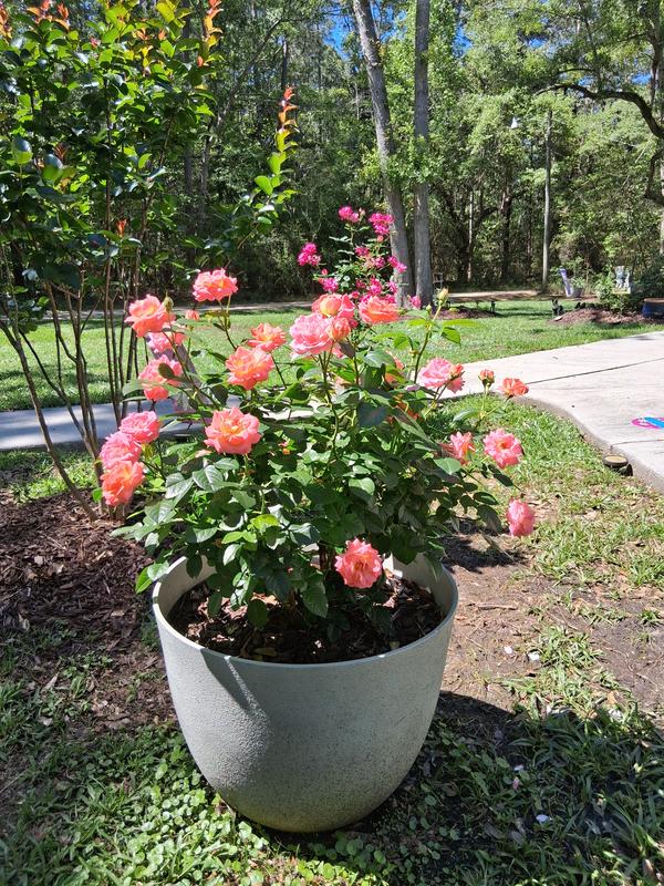 Cottage Farms 3-Piece 25th Anniversary Knock Out Rose Bareroot