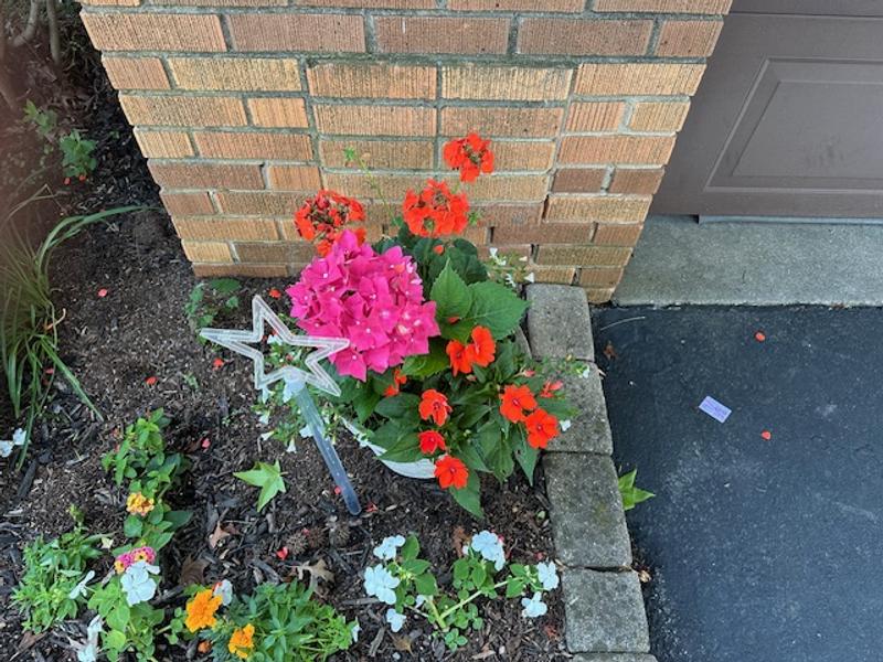 Roberta's 1-Piece Red Sensation Hydrangea Live Plant - QVC.com