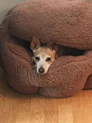 Burrow bud cozy clearance cuddle pet bed