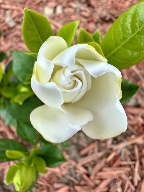 ガーディニア　 　　　　　ジャスミン 　　　　　ネルロ 　　　　　ウィスパー ガーディニア ジャスミン ネルロ ウィスパー 61urQUH0+CL._UF894