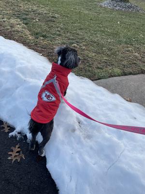 Little Earth Cleveland Browns Dog Puffer Vest