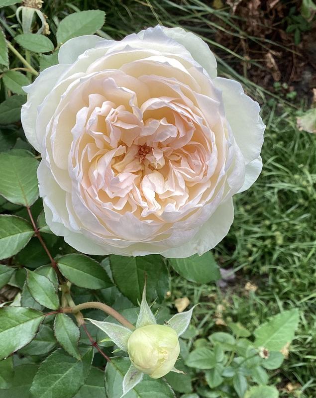 Girl Next Door 1-Piece Scentables Rose Live Plants - QVC.com