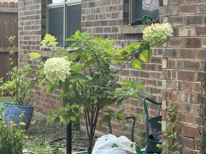 Hydrangea4937　0806 Hydrangea Tree | Costco
