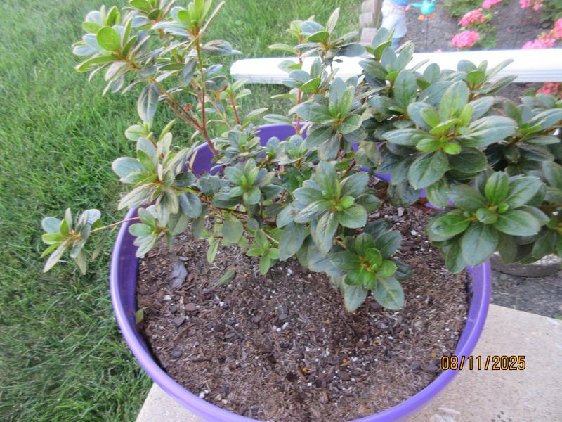Roberta's 1Pc Perfecto Mundo ReBlooming Azalea Plant - QVC.com