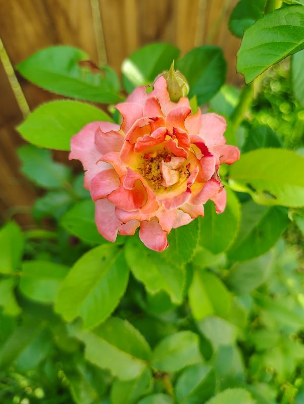 完売‼️ ALL ROSES LIVING PROOF Dash  Cottage Farms 3-Piece 25th Anniversary Knock Out Rose