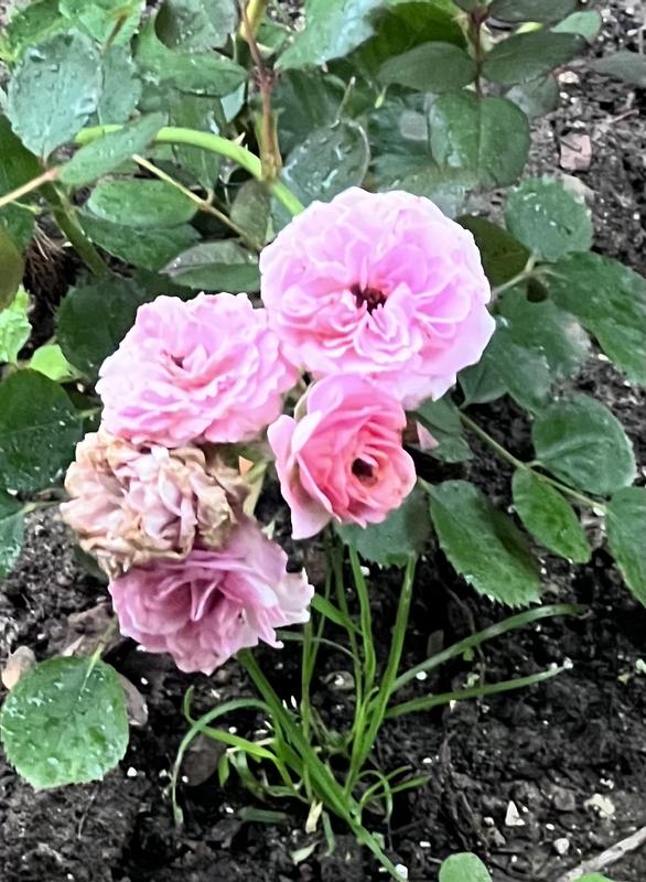 rose♡ Ultimate Elegance™ Long Stem Pink Roses | 1800Flowers.com