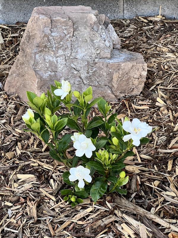 ガーディニア　 　　　　　ジャスミン 　　　　　ネルロ 　　　　　ウィスパー ガーディニア ジャスミン ネルロ ウィスパー 61urQUH0+CL._UF894