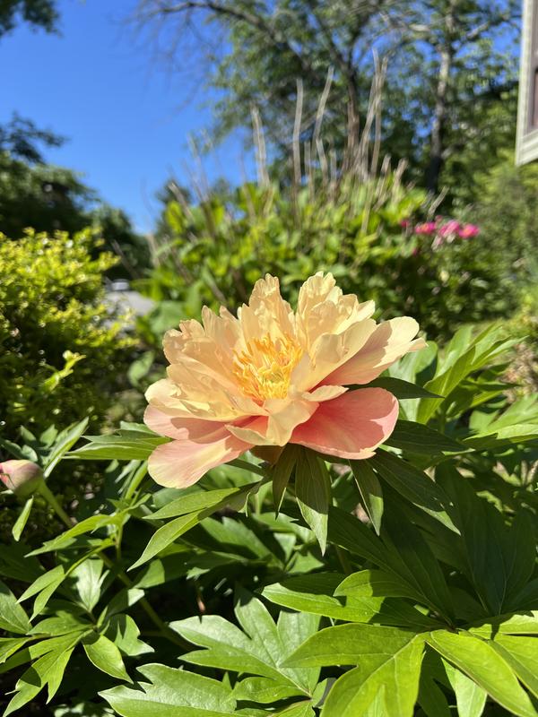★Peony★ Paeonia Itoh 'Garden Treasure' (Peony) – Fieldstone Gardens Inc