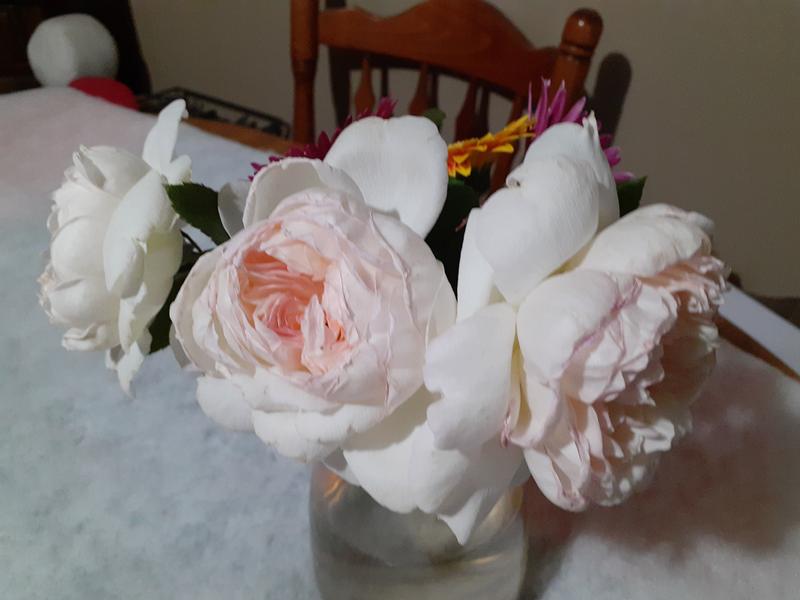 Girl Next Door 1-Piece Scentables Rose Live Plants - QVC.com