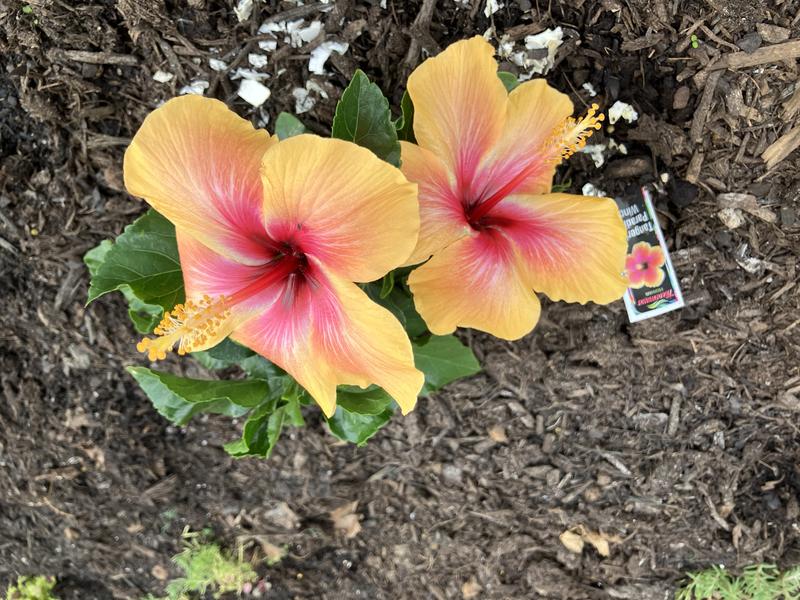 Ultimate Innovations 1Pc Tradewind Hibiscus Live Plants