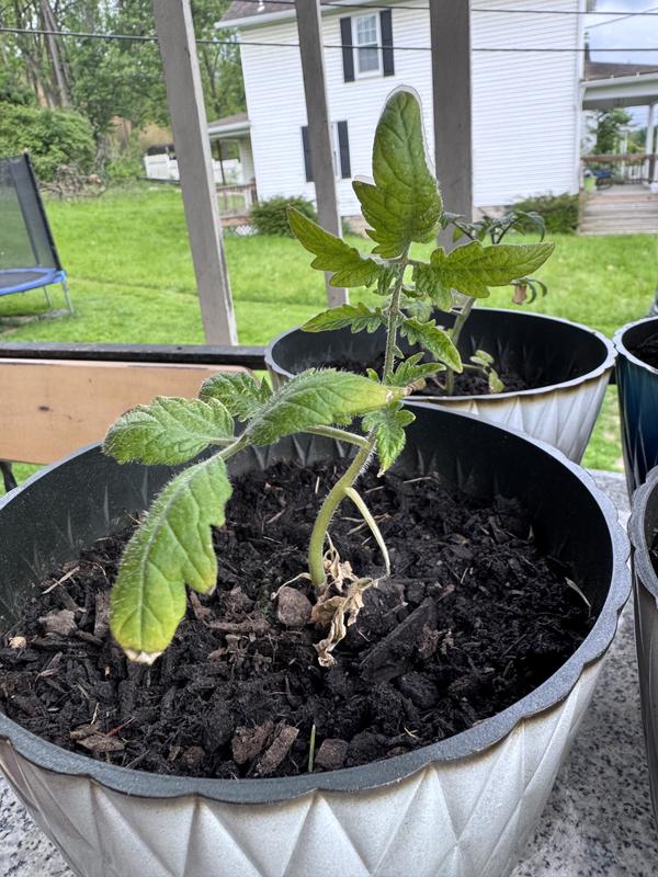 Roberta's 3-Piece Tomato Lover's Variety Pack Live Plants - QVC.com