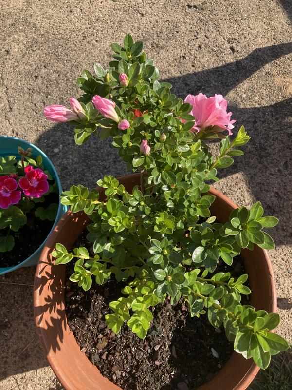 Roberta's 1Pc Perfecto Mundo ReBlooming Azalea Plant - QVC.com