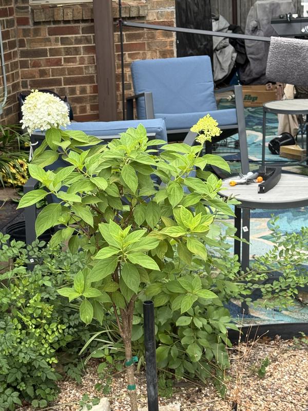 Hydrangea4937　0806 40-stem Mini Green Hydrangeas | Costco
