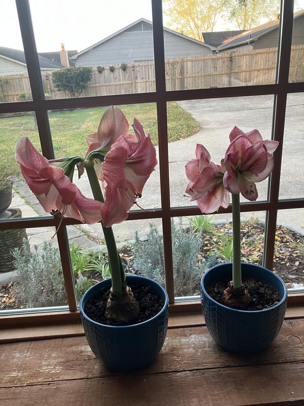 Amaryllisページ 70652.jpg?fit=crop&quality=80&