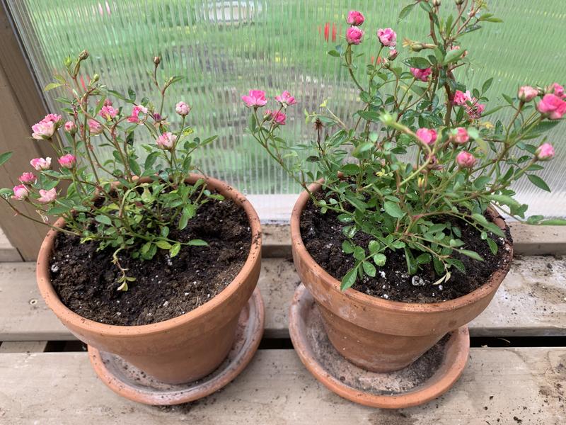 ローズファミリー Cottage Farms 2-Piece Pinku Rose Live Plants - QVC.com