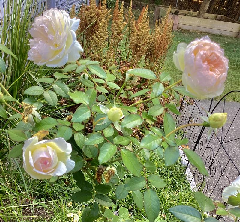 Girl Next Door 1-Piece Scentables Rose Live Plants - QVC.com