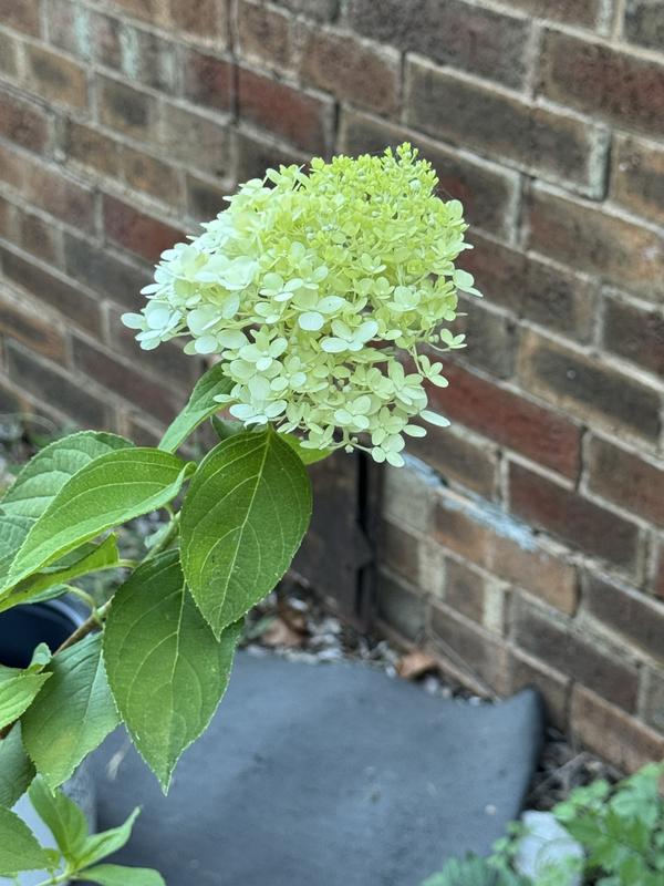 Girl Next Door 1-Piece Limelight Hydrangea Tree Live Plant