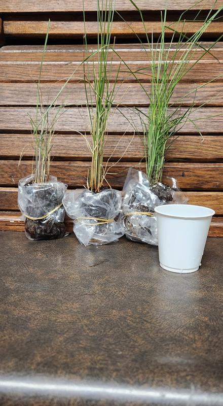 Cottage Farms 3-Piece Pink Muhly Grass Live Plants - QVC.com