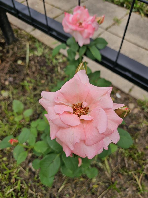 Cottage Farms 2-Piece Climbing Angel Face Rose - QVC.com