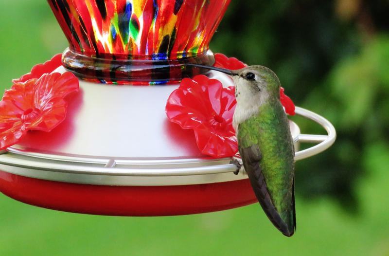 Ultimate Innovations 2-in-1 Hummingbird Feeder and Vase - QVC.com