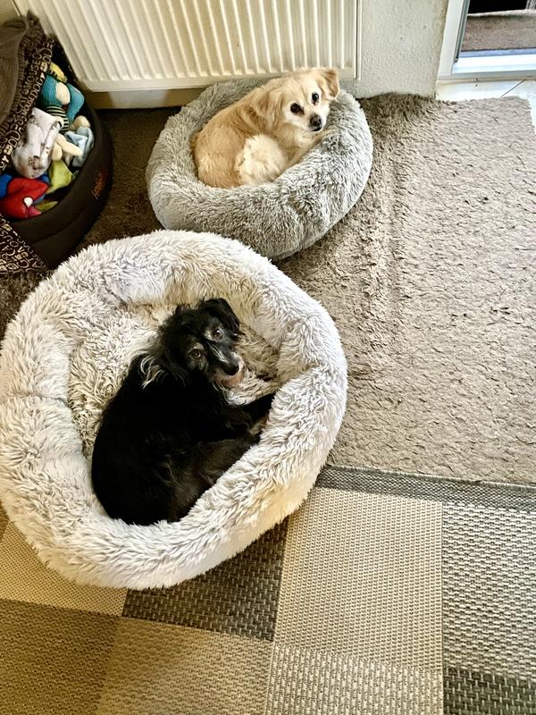 nassfutter fr krebskranke hunde Nassfutter SENIOR Rind fr gesunde Hunde im Alter