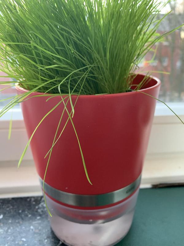 blumenkasten zink shabby Blumenkasten Zink Shabby – Gweny´s Haus