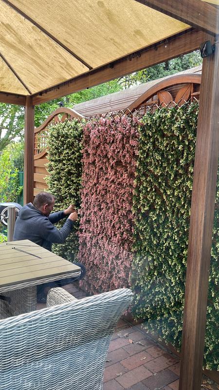 drachenbaum zimmerpflanze kaufen Gerandeter Drachenbaum kaufen