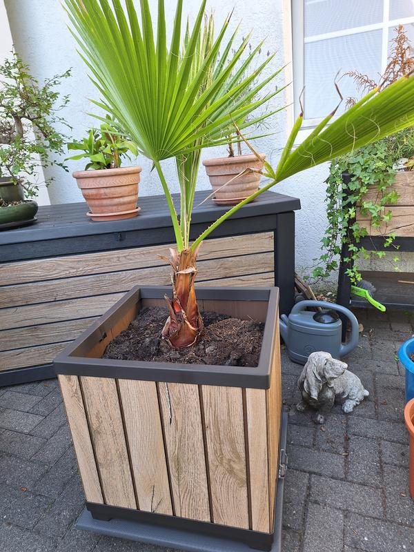 Keter Pflanzgefäß 'Cozies' In Beige - Wetterfester Blumentopf Für Terrasse & Garten (Größe S)