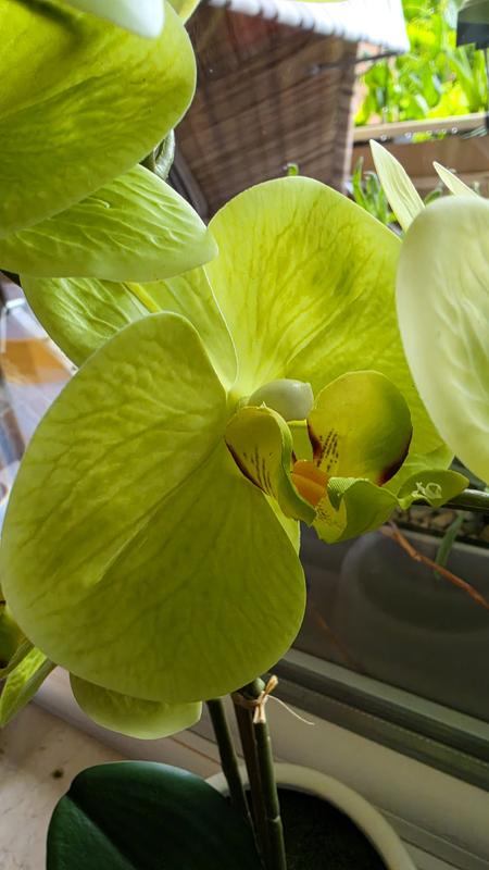 ABELLA Flora knstliche Orchidee Farbverlauf-Blten Keramik-Topf Hhe 52cm  - QVC.de