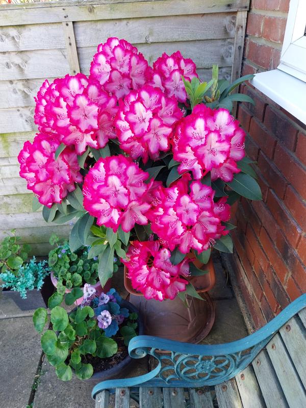 Plants2Gardens Rhododendron XXL in 7.5 Litre Pot - QVC UK