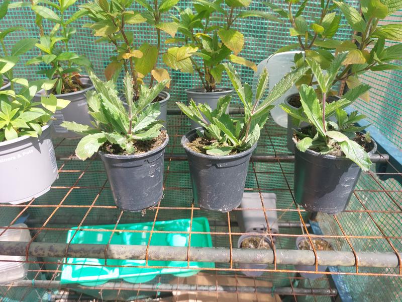 ［N PLANTS ORIGINAL HYBRID 003］ Plants2Gardens Verbena Rigida 3 x 9cm - QVC UK