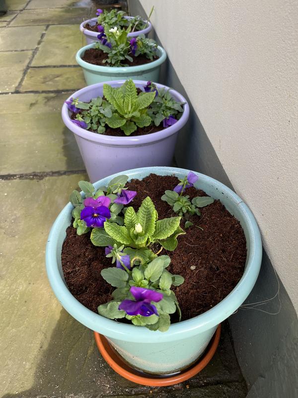 Plants2Gardens Primrose Star Fever 6 x 6cm - QVC UK Plants2Gardens Primrose Star Fever 6 x 6cm - QVC UK