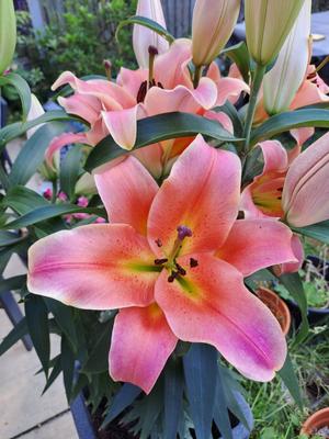 Richard Jackson's Scented Lily Apricot Beauty 3 x 20cm Bulbs - QVC UK