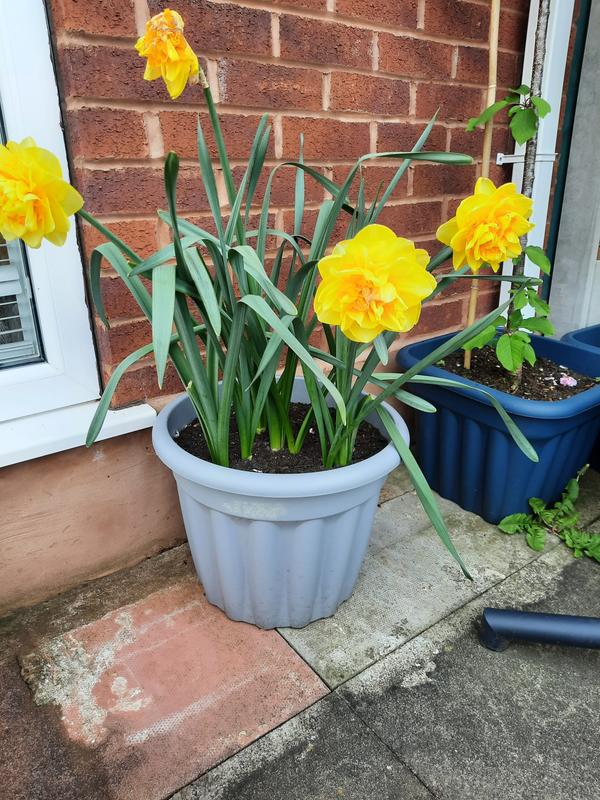 Richard Jackson s Award Winning Orchid Flowered Daffodils 10x Bulbs QVC UK