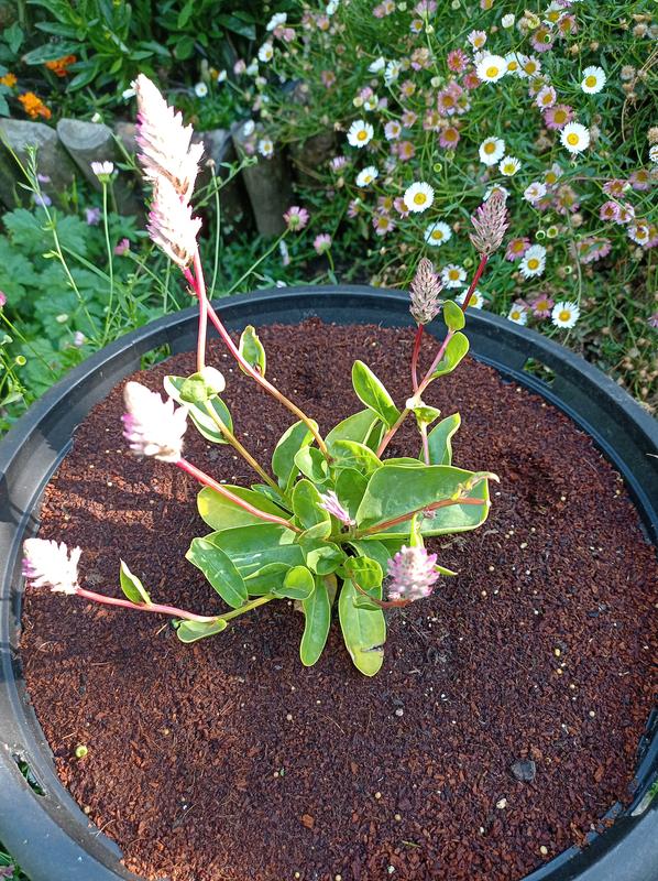 LIVLIG Plant Garden Potting Mat In Rose Pink For Nigeria | Ubuy