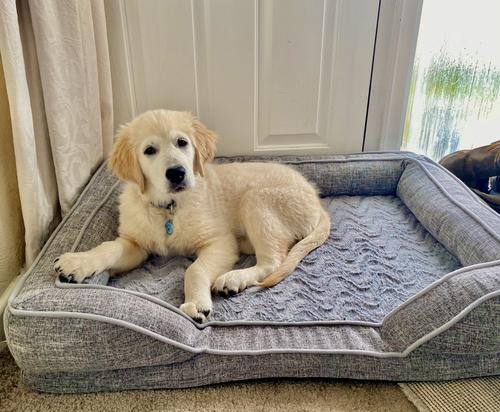 15++ Silent night orthopaedic dog bed