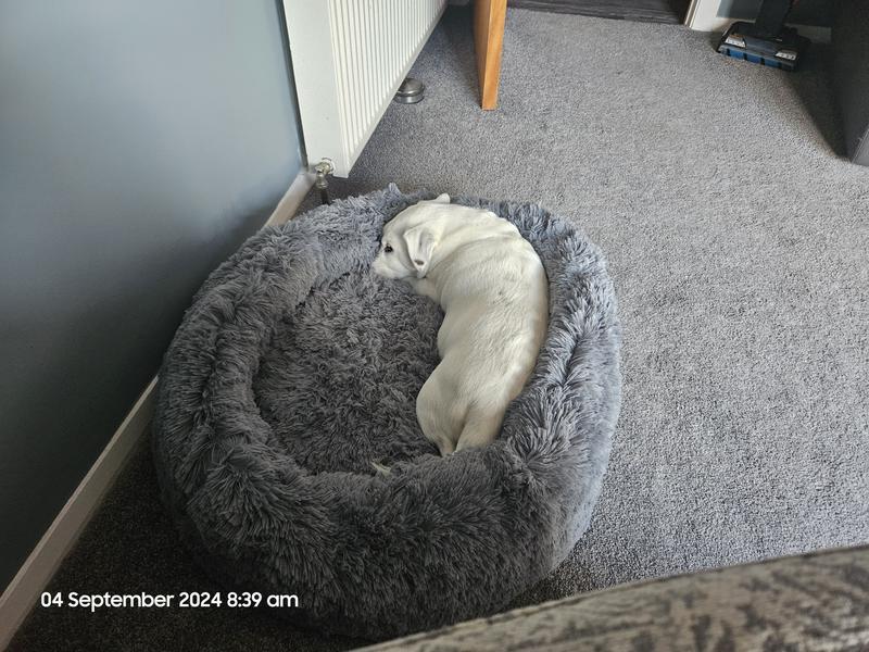 Cozee Paws Fluffy Round Pet Bed with Odourology QVC UK