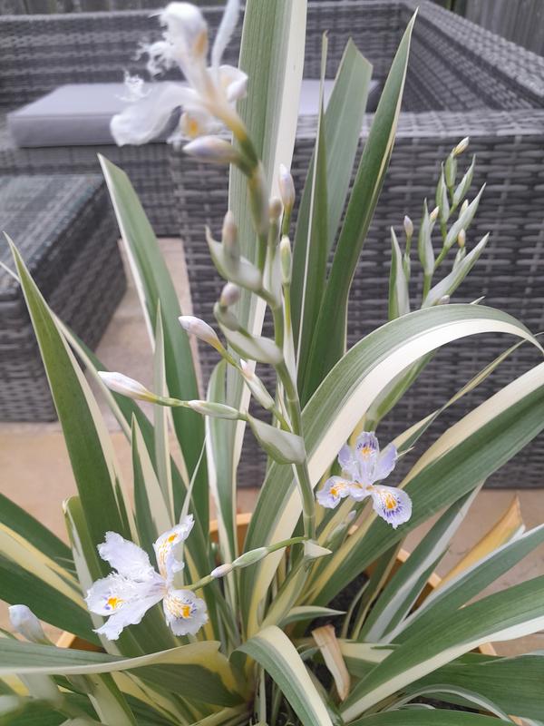Plants2Gardens Iris Cruella 2.5 Litres - QVC UK